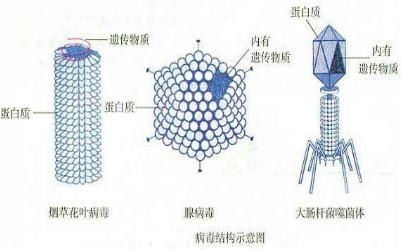 酒精可以杀死真菌吗，酒精只能灭菌，对病毒无效