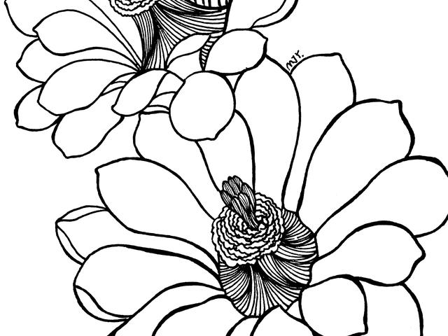 花瓣的简笔画法，花瓣简笔画图片大全（零基础也可以画的很好看）