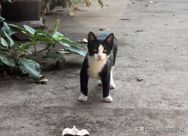 驱赶猫长期有效好办法，驱猫最有效的方法（发情野猫叫声太烦人）