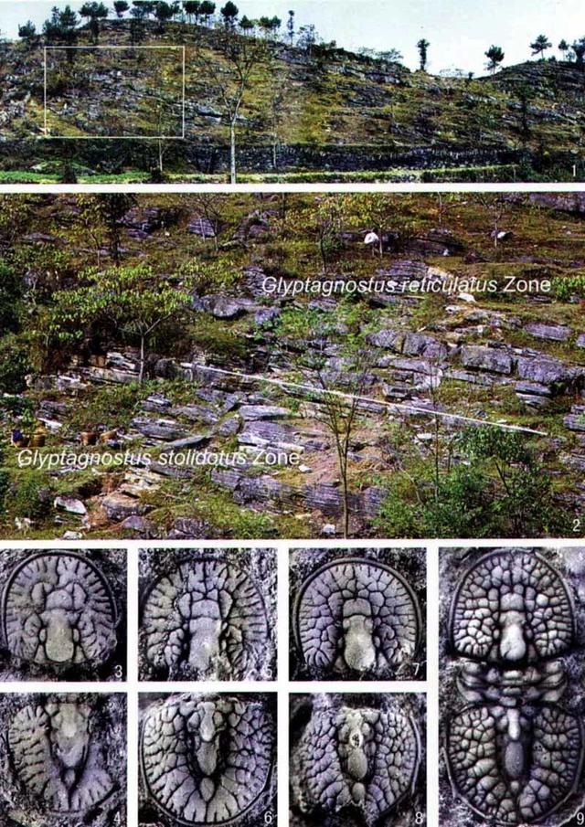 三叶虫因为什么而得名，三叶虫的由来（演化20000个种）