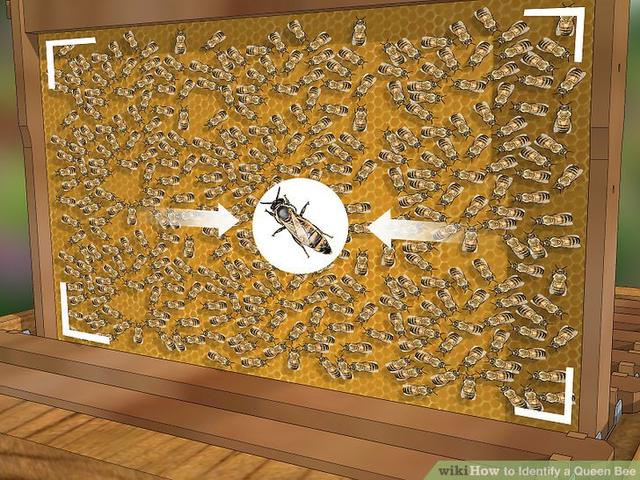 蜜蜂有什么特点，蜜蜂的特点是什么（图示4种巧妙小方法）