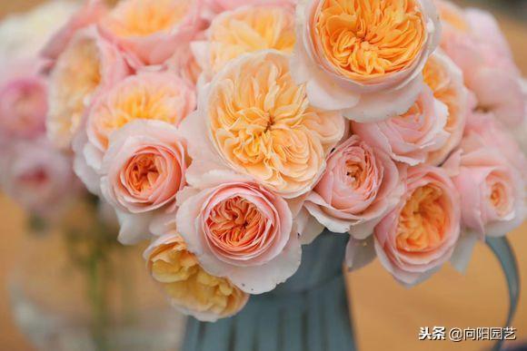 栀子花的寓意，扦插寓意很好的三种植物（栀子花的样子描写）