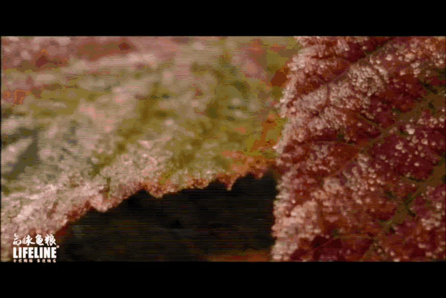 东锦龟怎样饲养，东锦龟的养殖（龟界传说级别的抗冻神仙）