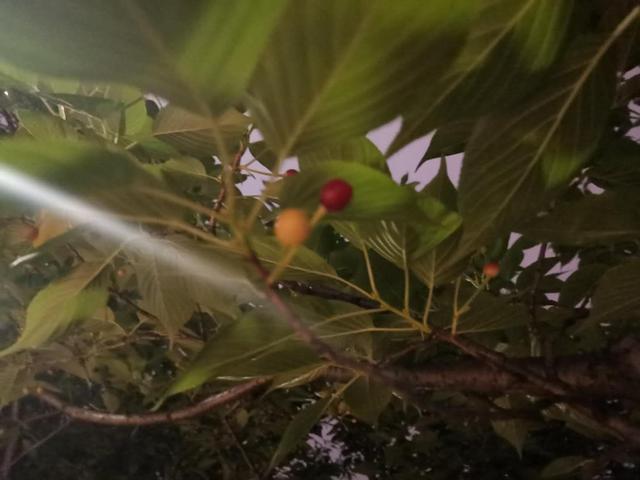 樱桃是樱花的果实吗，樱桃是樱花树开花后结的果子吗