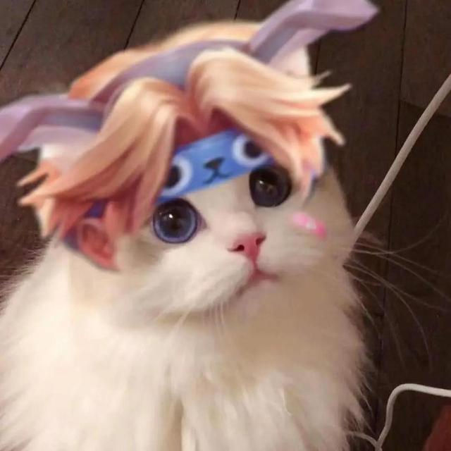 超火五黑头像,好看的五黑头像(王者荣耀猫咪头像三丨开黑五黑头像图片