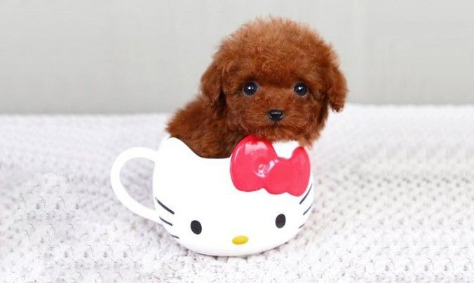 茶杯犬起源于美国,是一种体型只有茶杯大小的狗狗,这