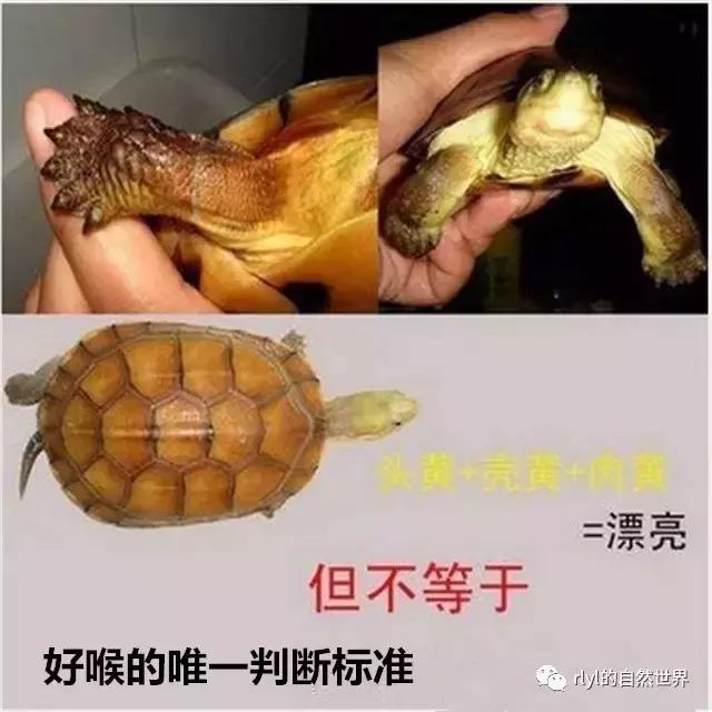 安徽三黄是哪三黄，三黄鸡有哪些（对选择的理解......）