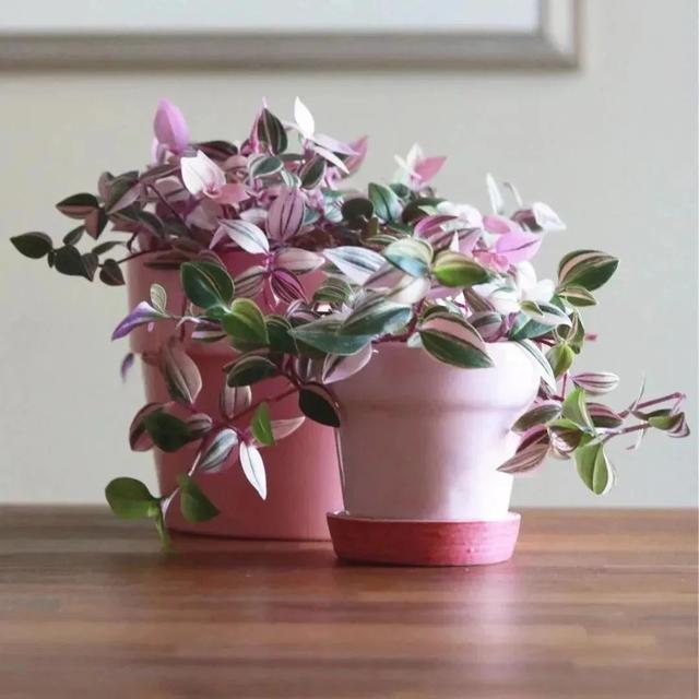 黑叶芋，这些网红植物都可以养室内（黑叶芋小仙女）