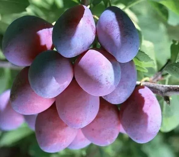 智利西梅是不是青色的,智利西梅有几个品种(怎样才能挑选到好的西梅) 智利西梅是不是青色的,智利西梅有几个品种(怎样才能挑选到好的西梅)