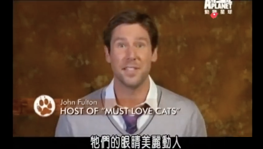 狸花猫是土猫吗，狸猫是土猫吗（那些年嘲笑狸花是小土猫的人）