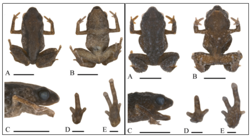 蛙类品种大全，蛙类品种大全有毒（地球上7238种青蛙和蟾蜍中）