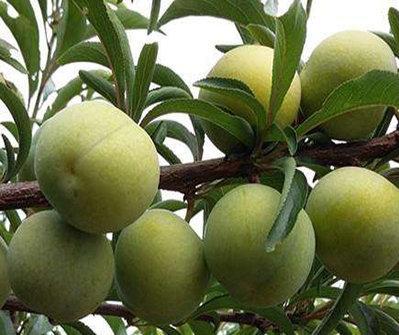 蜂糖李成熟时间是什么时候，种植蜂糖李需了解的事