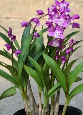 石斛兰怎么养，阳台养花记录-石斛兰花篇（石斛兰好养吗 新手能养吗）