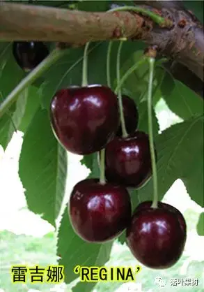 樱桃的特点，欧洲波兰甜樱桃与酸樱桃的商品化栽培历程（樱桃的特点）