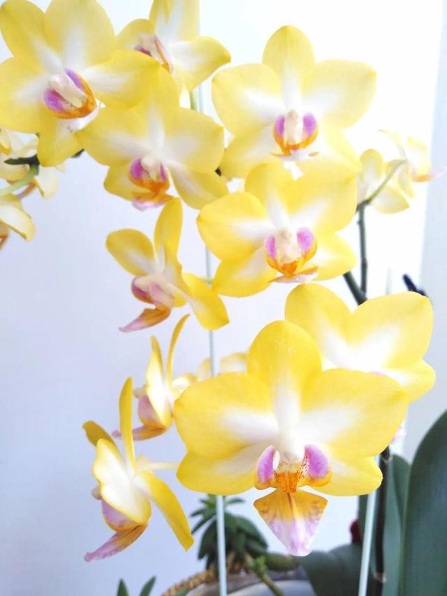 鸟尾花的繁育管理，鸟尾花 花期（30种耐阴花）