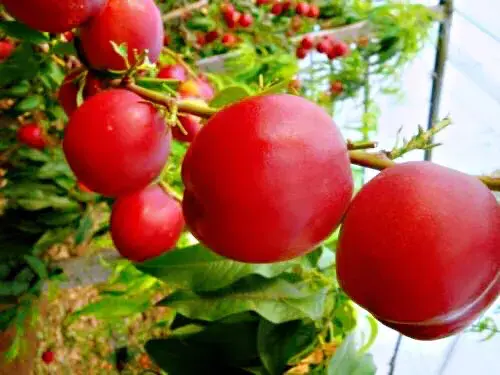 白兰地海棠的养殖方法，白兰地海棠～一种让人惊艳的海棠花