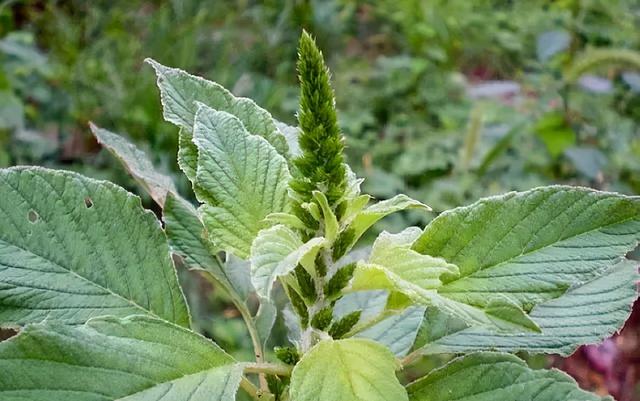 苋菜根能吃吗（农村这野菜全身是刺）