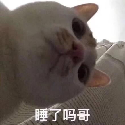 表情包很火的那只猫，最近很火的猫猫表情包（小猫咪可爱表情包）