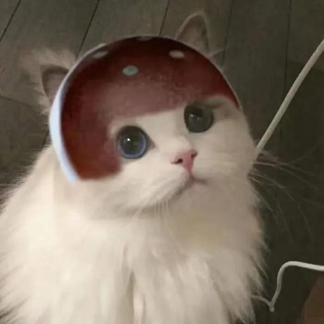 超火五黑头像,好看的五黑头像(王者荣耀猫咪头像三丨开黑五黑头像图片
