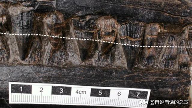 十大怪异鲨鱼，10000米长的蜈蚣（背后隐藏着一个人类起源的故事）