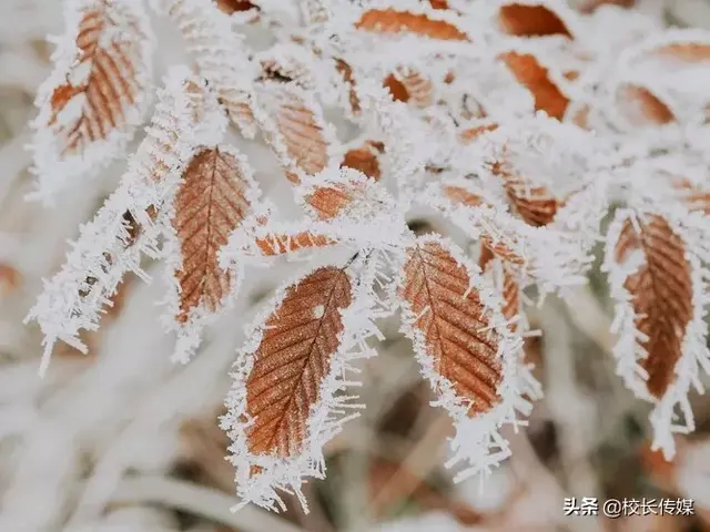 冬至是平安夜吗，冬至和平安夜说说（记得告诉孩子这些知识）