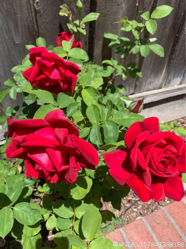 30种适合懒人养的花夏季，蹭蹭疯长、爆盆