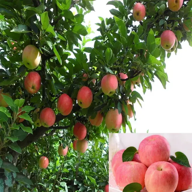 秦冠苹果有什么特点，秦冠苹果的特点（竟不知道它有这么多的品种）