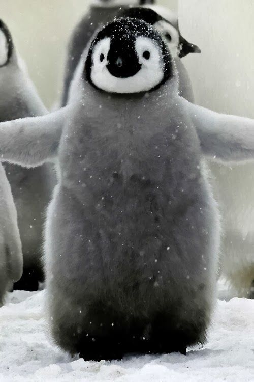 企鹅只生活在南极吗，企鹅只生活在南极吗（当年放养北极的69只企鹅）