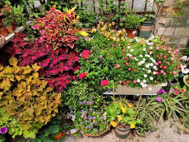 荷花最好看的品种是什么，这花最好看、最好养