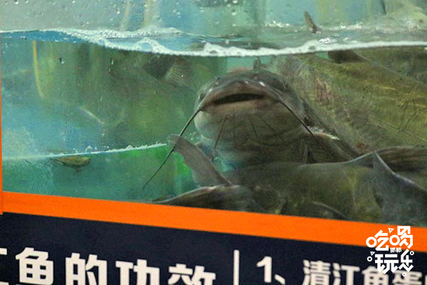 合肥齐祺渔锅地址，齐祺渔锅官网地址（邯郸这家专门吃鱼的店）