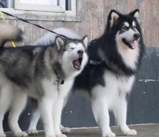 阿拉斯加和哈士奇的区别，阿拉斯加和哈士奇的区别哪个聪明