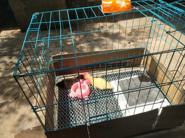 小鸭子怎么养，如何饲养小鸭子（怎么养好小鸭子）