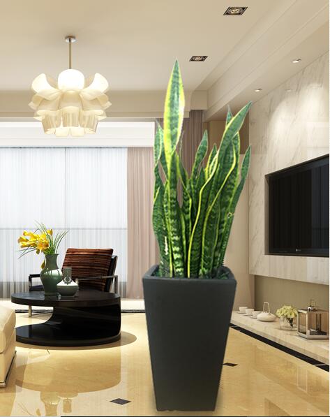 红铁树的作用与功效，红铁树的作用与功效是什么（分享10种寓意美好并且适合客厅种植的植物）