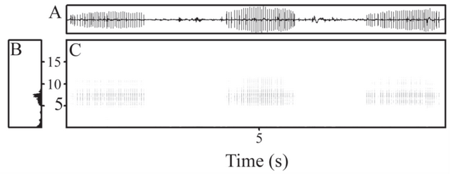 青蛙为什么会飞，青蛙为什么会飞脑筋急转弯（地球上7238种青蛙和蟾蜍中）