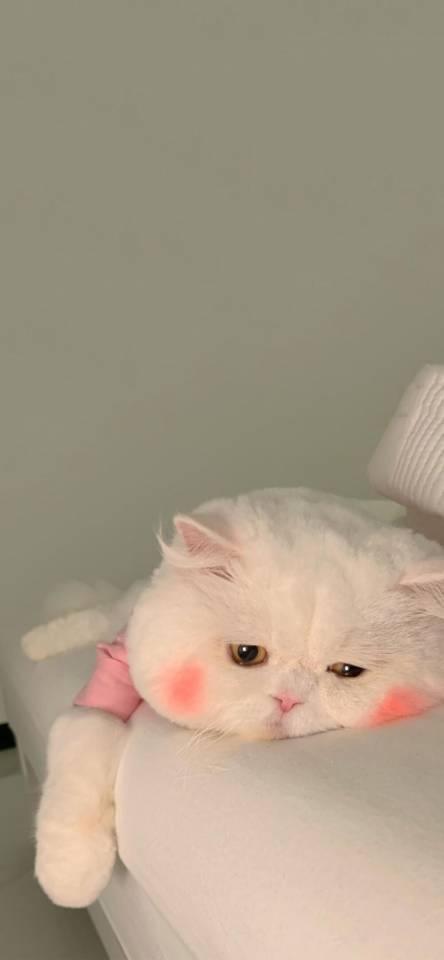 QQ聊天背景，qq聊天背景怎么设置自己的图片（高清背景图<手机背景）