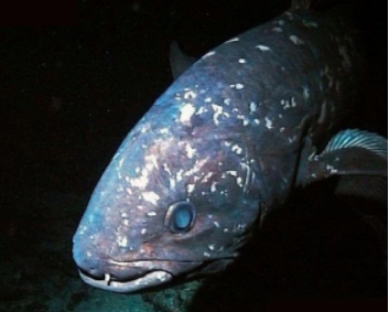 植物活化石有哪些，活化石有哪些（十大动植物活化石）