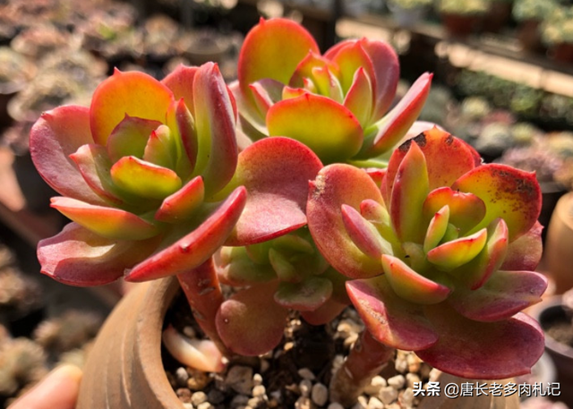 傲雪凌霜——养一棵多肉红梅，梅花的简介资料