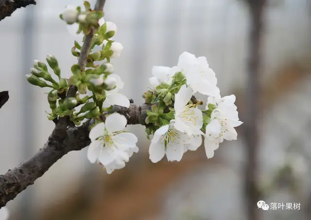 樱桃的特点，欧洲波兰甜樱桃与酸樱桃的商品化栽培历程（樱桃的特点）