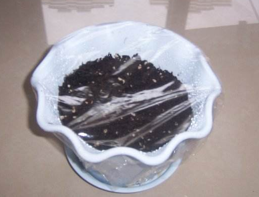 樱桃核可以发芽种植吗，樱桃核能种植吗（吃完“樱桃”的籽不要丢）