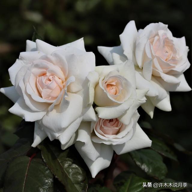 Thecastle.城堡网名，Thecastle.城堡（奥斯汀官方推荐月季品种）