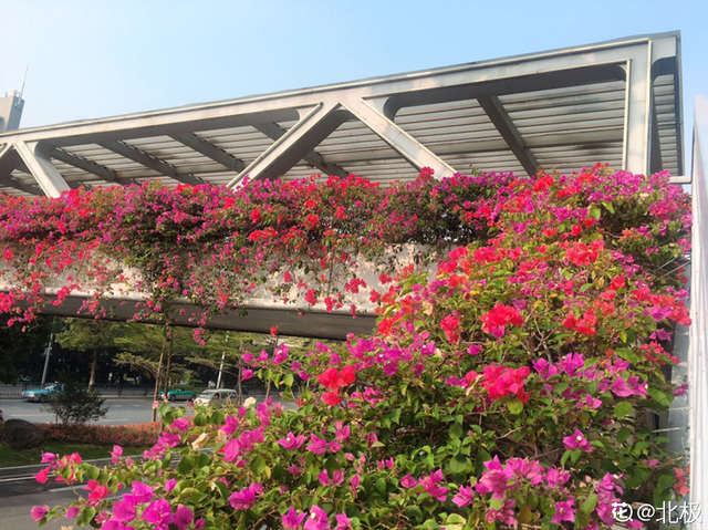 花城是哪个城市，不夜城是哪个城市（中国超美的两大花城）