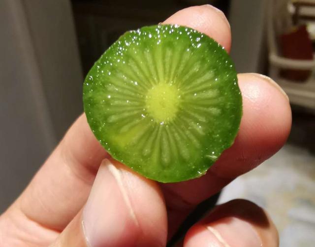 自花授粉和异花授粉的区别，听说这种软枣猕猴桃能自花授粉