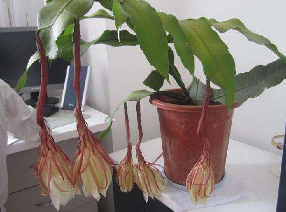 昙花的养殖方法和注意事项,盆栽昙花的养殖方法和注意事项(摘片叶子插