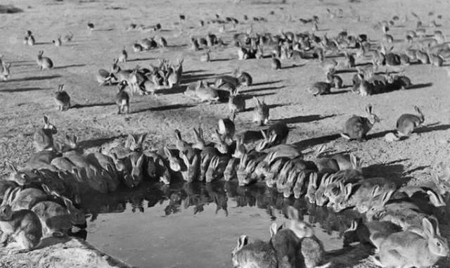 森林里有什么动物，生活在森林里的动物有哪些（就算是狼见了，都要叫“大哥”）