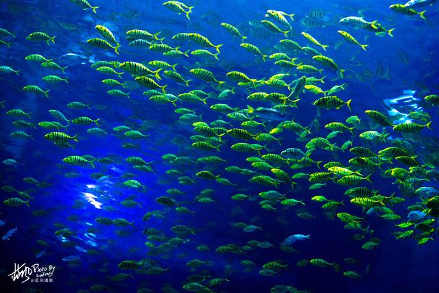 极地动物资料,极地动物世界(这些极地海洋鱼类太美了) 极地动物资料,极地动物世界(这些极地海洋鱼类太美了)