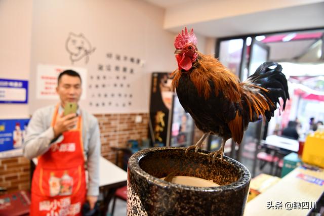 鸡的寓意和象征，鸡的象征意义（火锅店前台养活鸡当“招财鸡”）