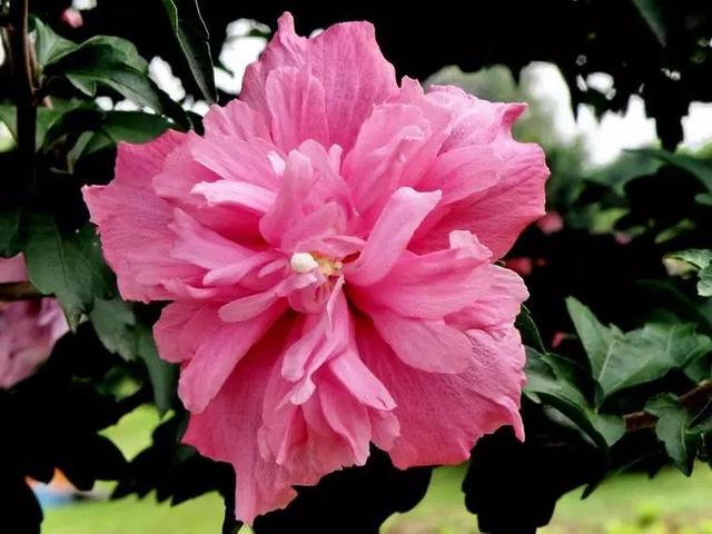 国花是什么，世界各国国花<第一辑>（俄罗斯的国花是什么）