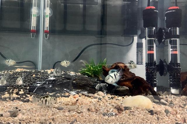 鹦鹉鱼可以跟什么鱼混养，什么鱼可以与鹦鹉鱼混养（迷你鹦鹉鱼能和什么鱼混养）