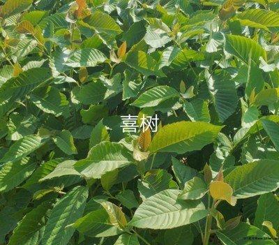 蓝果树的知识介绍是什么，蓝果树是什么繁殖（喜树被列为第一批国家重点保护野生植物）