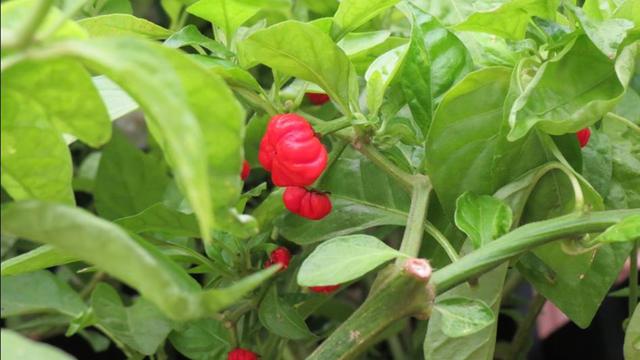 中医提醒9类人千万别吃辣会要命，世界辣度排名前三的辣椒